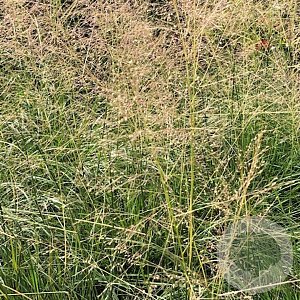 Sporobolus airoides 'Delicatesse' GM P9