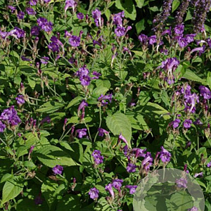 Strobilanthes rankanensis GM P9 BIO