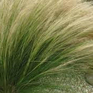 Stipa tenuissima 'Ponytails' GM P9