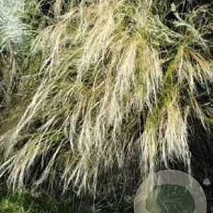 Stipa tenuissima 'Ponytails' GM P9