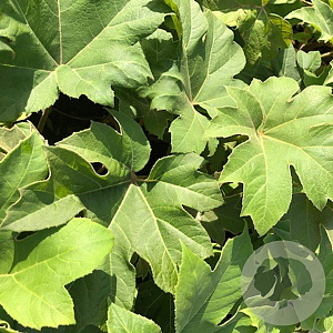 Tetrapanax papyrifer 'Rex' GM P9