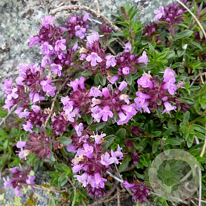 Thymus pulegioides GM P9