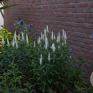 Veronica longif. 'First Lady' GM P9