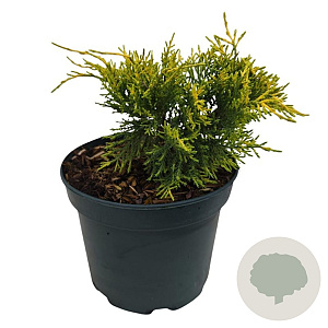 Juniperus media 'Old Gold' 25-30 cm 2,0L