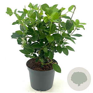 Viburnum tin. 'Eve Price' 30-40 cm 3,0L