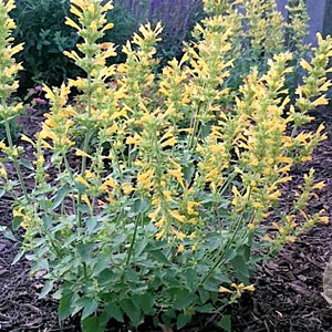 Agastache 'Kudos Yellow' GM P9 BIO