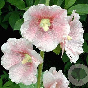 Alcea r. 'Charters Rosa' GM P9 BIO