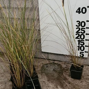 Ammophila arenaria GM P9 BIO