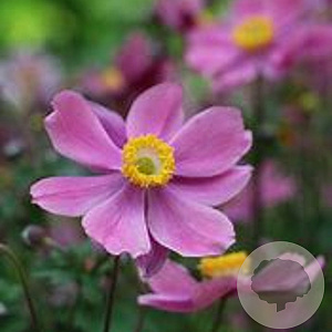 Anemone hyb. 'Serenade' GM P9 BIO