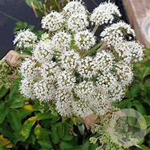 Angelica sylvestris 'Vicar's Mead' GM P9 BIO