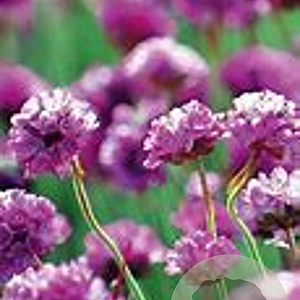 Armeria mar. 'Splendens Perfecta' GM P9 BIO