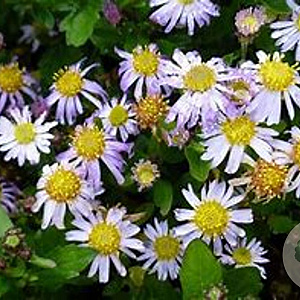 Aster ageratoides 'Asmo' GM P9 BIO