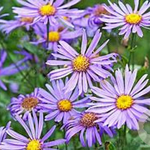 Aster amellus 'Rudolf Goethe' GM P9 BIO