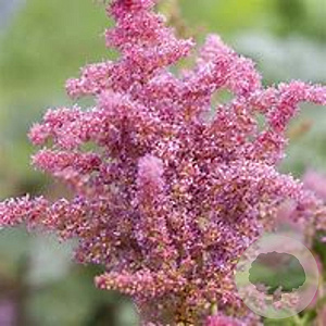 Astilbe (A) 'Astary Rose Shades' GM P9 BIO