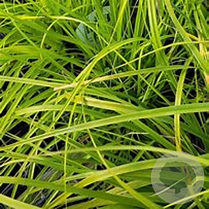 Carex oshim. 'Evergreen' GM P9 BIO
