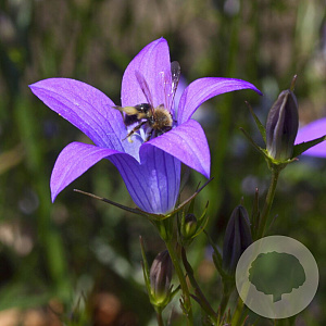 Campanula patula GM P9 BIO