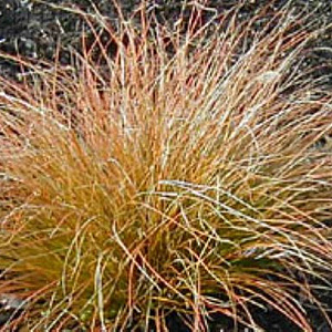 Carex testacea GM P9 BIO