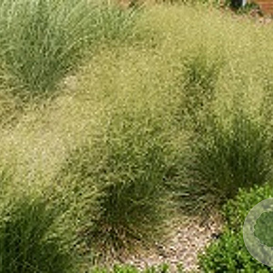 Deschampsia cesp. 'Schottland' GM P9 BIO