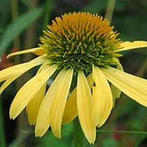 Echinacea 'Harvest Moon' GM P9 BIO