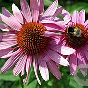 Echinacea p. 'Leuchtstern' GM P9 BIO