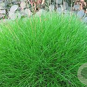 Festuca gautieri GM P9 BIO