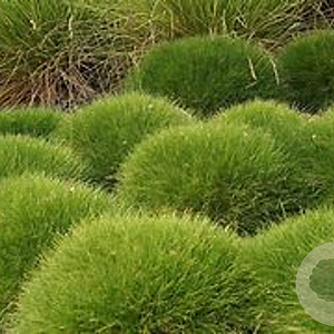 Festuca gautieri 'Pic Carlit' GM P9 BIO