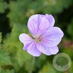 Geranium 'Azure Rush' GM P9 BIO