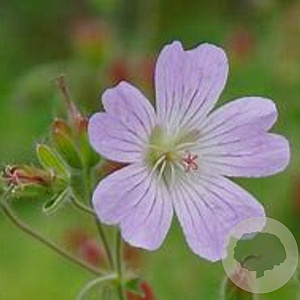 Geranium 'Chantilly' GM P9 BIO