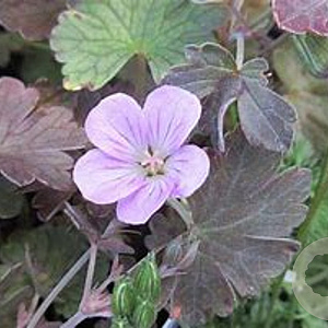 Geranium 'Dusky Crûg' GM P9 BIO
