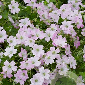 Geranium Dreamland GM P9 BIO