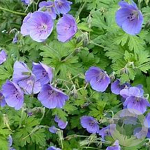 Geranium himalayense GM P9 BIO