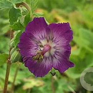 Geranium phaeum GM P9 BIO