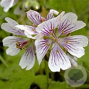 Geranium renardii GM P9 BIO