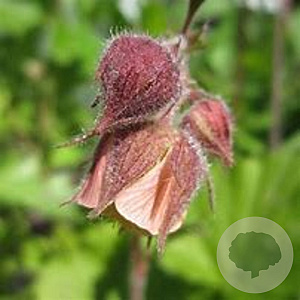 Geum rivale GM P9 BIO