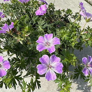 Geranium sang. Frivolius Lilac GM P9 BIO