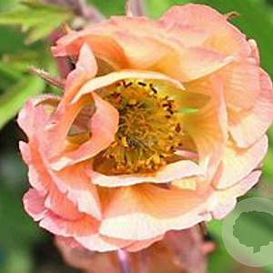 Geum 'Smokey Peach' GM P9 BIO