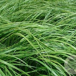 Hakonechloa macra 'Greenhills' GM P9 BIO