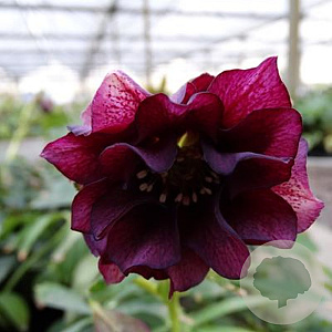 Helleborus o. 'D. Ellen Purple' GM P9 BIO