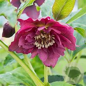Helleborus o. 'Double Ellen Red' GM P9 BIO