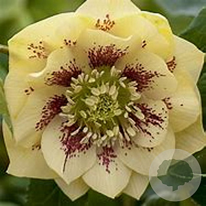 Helleborus o. 'D. Ellen Yellow S.' GM P9 BIO