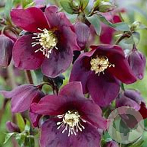 Helleborus o. 'Pretty Ellen Purple' GM P9 BIO
