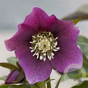 Helleborus o. 'Pretty Ellen Red' GM P9 BIO