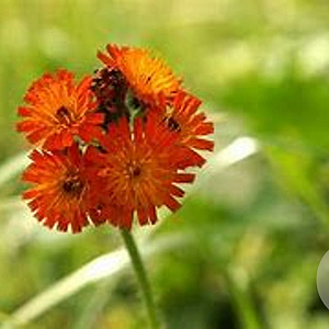 Hieracium aurantiacum GM P9 BIO