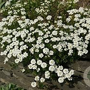 Iberis semp. 'Zwergschneeflocke' GM P9 BIO