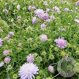Knautia arvensis GM P9 BIO