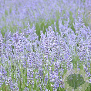 Lavandula int. 'Grappenhall' GM P9 BIO