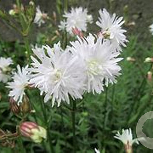 Lychnis flos-cuculi Petit Henri GM P9 BIO