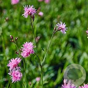 Lychnis flos-cuculi 'Petite Jenny' GM P9 BIO