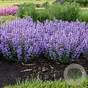 Nepeta 'Cat's Pajamas' GM P9 BIO