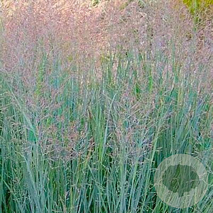 Panicum virgatum 'Prairie Sky' GM P9 BIO